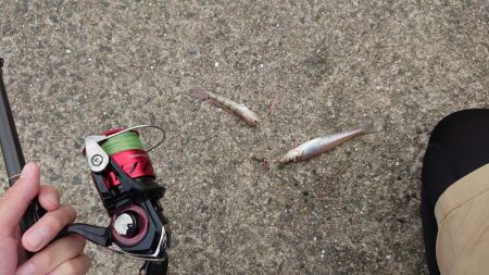 キス釣りからのジギング