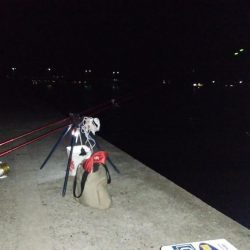 洲本川のキス情報