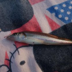 播磨新島のキス情報