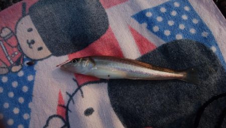 播磨新島のキス情報