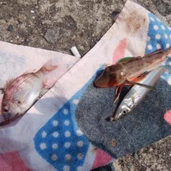 播磨新島のキス情報