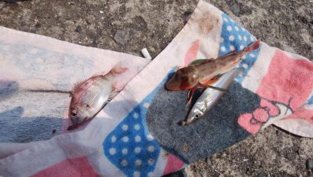 播磨新島のキス情報