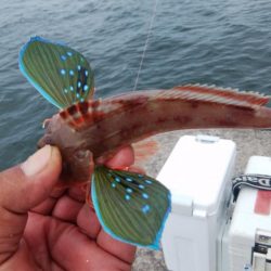 播磨新島でシーズン最大のキスが釣れました