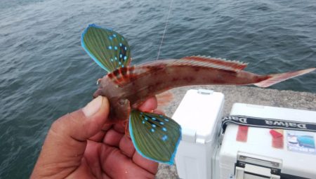 播磨新島でシーズン最大のキスが釣れました