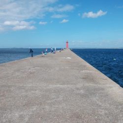 播磨新島で良型キスが釣れました