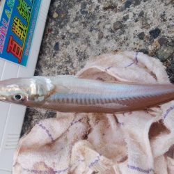 播磨新島の良型キス復活