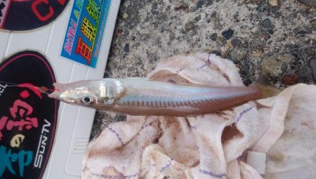 播磨新島の良型キス復活
