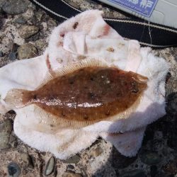 潮の動き最高の播磨新島釣行