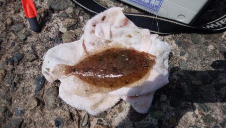 潮の動き最高の播磨新島釣行