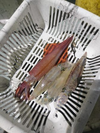 今年最後のイカメタル