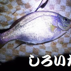 赤色の美味しい魚ゲットです。