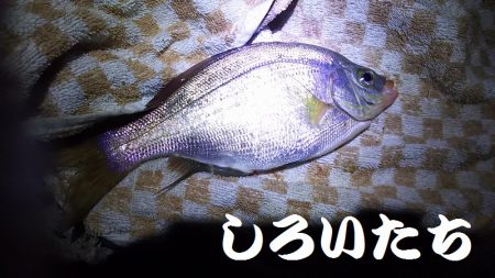 赤色の美味しい魚ゲットです。