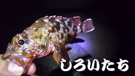 今夜はガッシーと遊んできた。