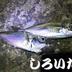 アジ釣れた。