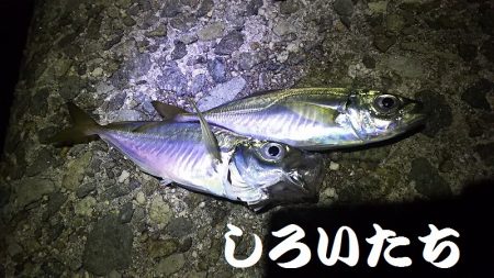 アジ釣れた。