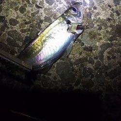 好調！姫路アジ。