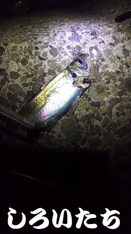 好調！姫路アジ。