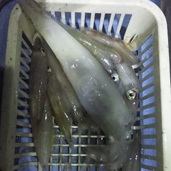 まだ大剣釣れるぞ～