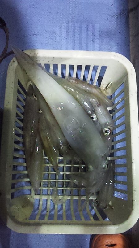 まだ大剣釣れるぞ～