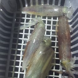 台風直前白イカ釣行