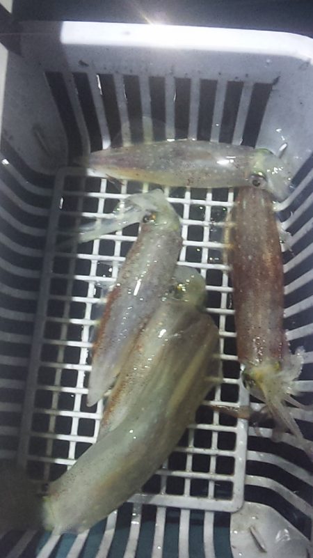 台風直前白イカ釣行