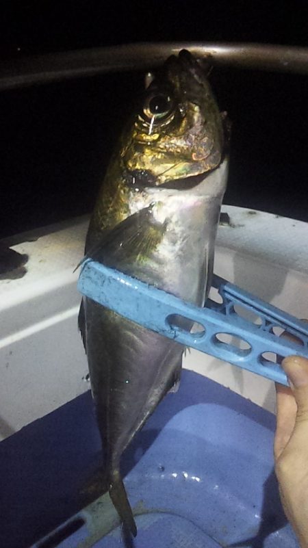 台風通過後の白イカ釣行