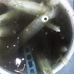 今季初100杯オーバー