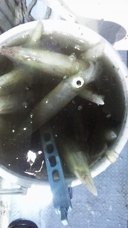 今季初100杯オーバー