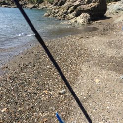 とりあえず高級魚１つ