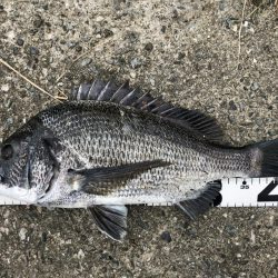 イチノ兄弟、釣果！