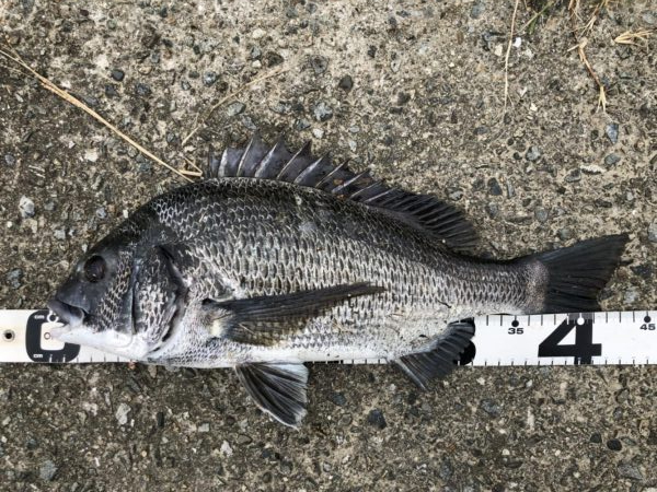 イチノ兄弟、釣果！