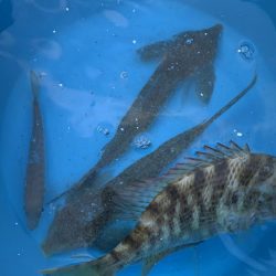 泳がせでアコウが…(^^)