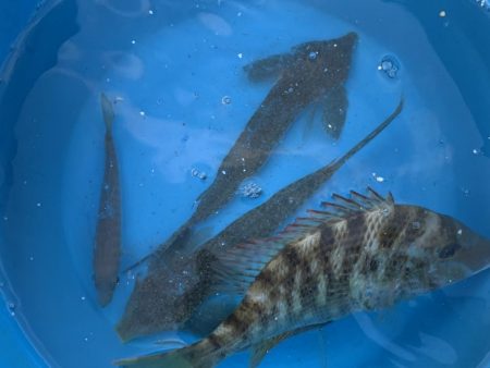 泳がせでアコウが…(^^)