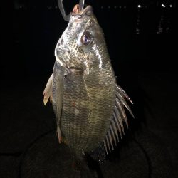 夕まづめ狙いでチヌ・シーバス狙い。