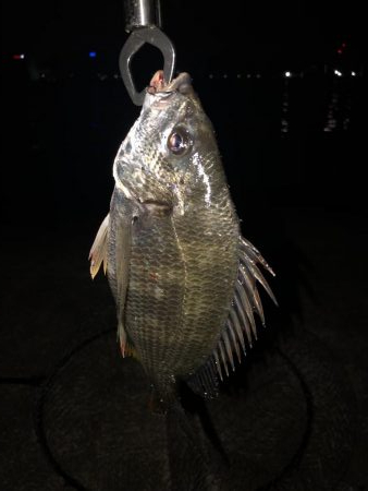 夕まづめ狙いでチヌ・シーバス狙い。