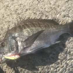 サゴシ・アコウ・チヌ