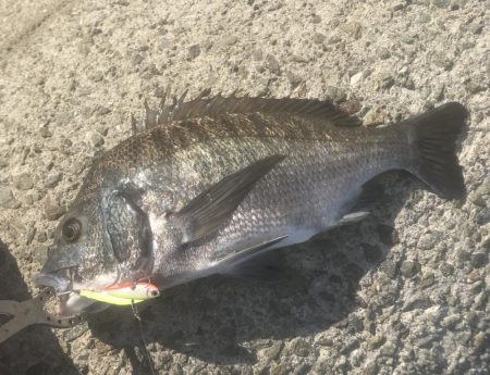 サゴシ・アコウ・チヌ