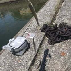 トップチヌと投げ釣り