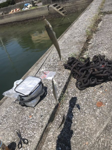 トップチヌと投げ釣り