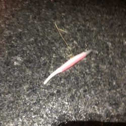 ソイ?タケノコ?