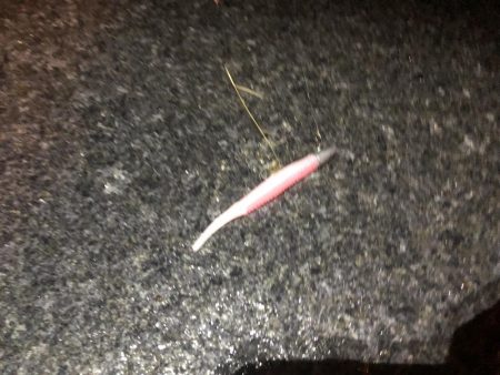 ソイ?タケノコ?