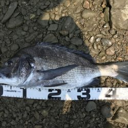 イチノ兄弟、釣果！