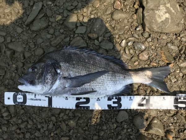 イチノ兄弟、釣果！