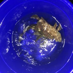 ナイスガッシー