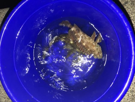 ナイスガッシー