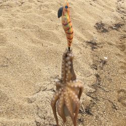 タコパラダイス