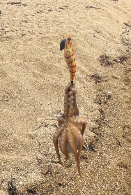 タコパラダイス