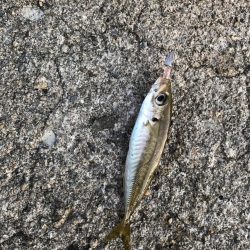 デイアジング オクトパッシング