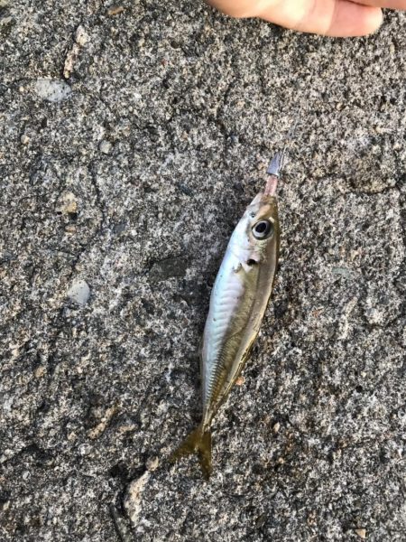 デイアジング オクトパッシング