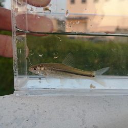 稲美町・小物釣り